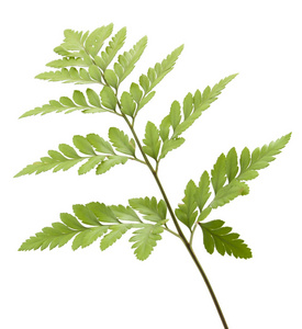 孤立的蕨类植物图片-孤立的蕨类植物素材-孤立的蕨类植物插画-摄图新