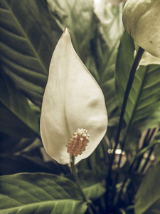 沼泽马蹄莲calla 花复古褪色照片