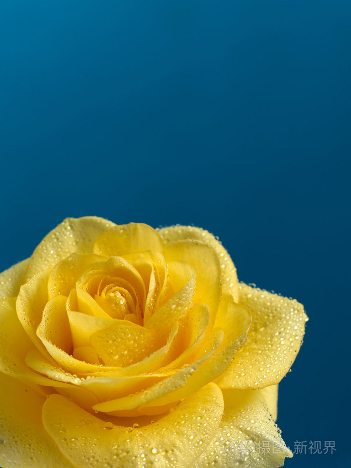 漂亮的黄色玫瑰水滴