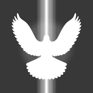 圣灵鸽子图片