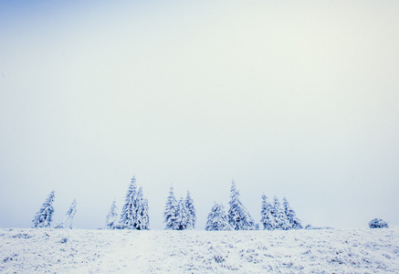 冬霜雾中的景树图片