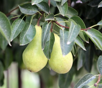 梨叶和梨,侧重于前景照片