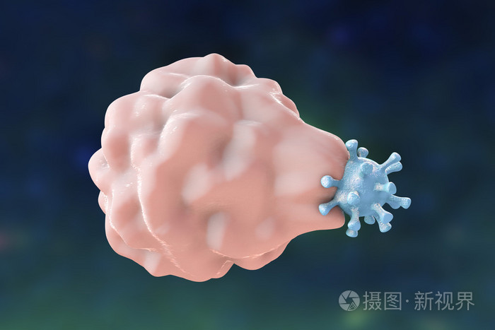 白细胞的吞噬着病毒