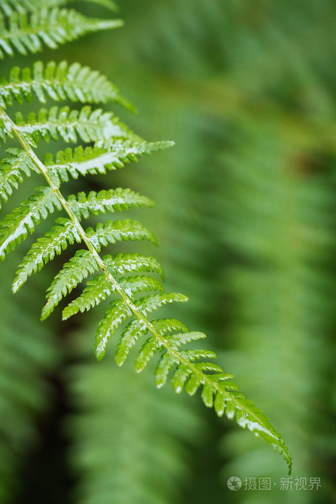 特写镜头湿绿色蕨类植物叶在森林