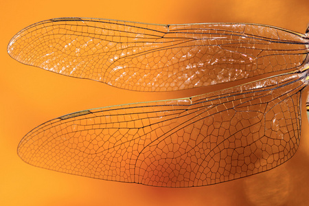 蜻蜓的翅膀关闭照片