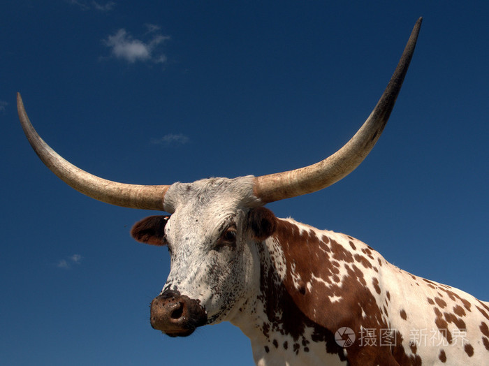 longhorn公牛离德克萨斯州