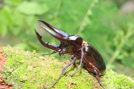 在印度尼西亚的高加索甲虫 (chalcosoma chiron)照片