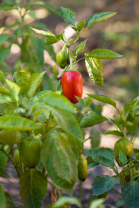 灌木上的红和绿保加利亚胡椒图片