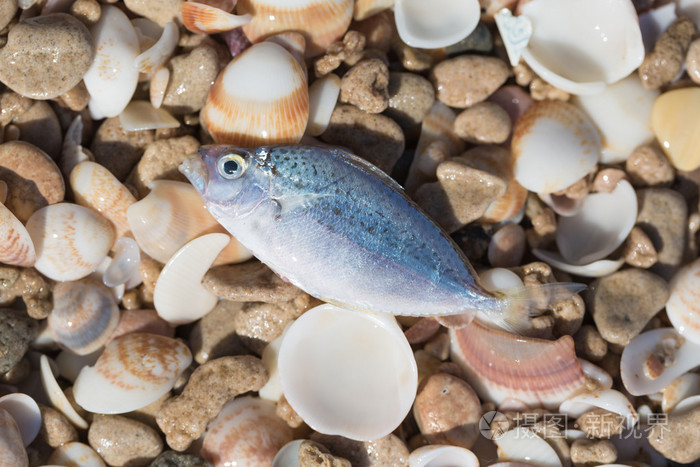 海贝壳和石头鱼