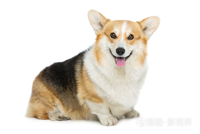 美丽的威尔士科基犬狗