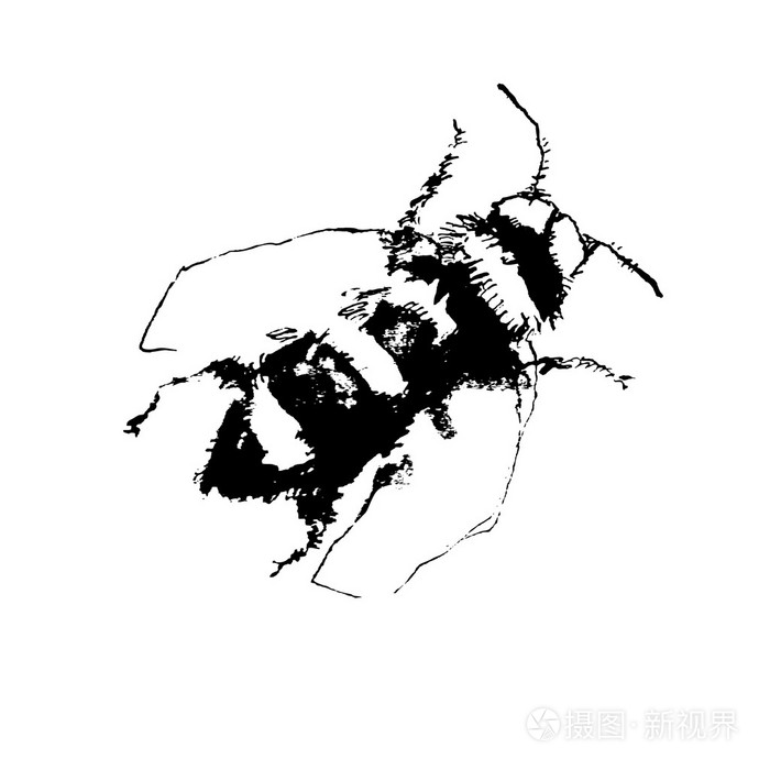 矢量插图描绘蜜蜂手绘制效果.黑与白线