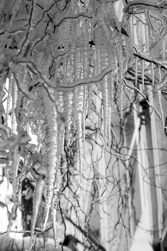 哭泣的柳树上的冰和冰柱