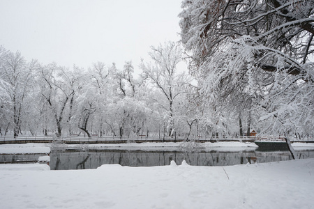 在公园的冬季风景图片