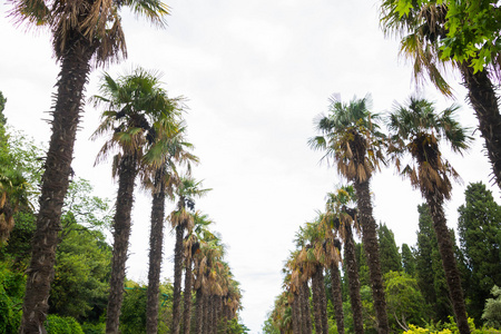 夏天植物园里的棕榈屋图片