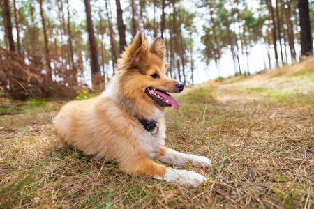 设得兰群岛牧羊犬躺在一片森林图片