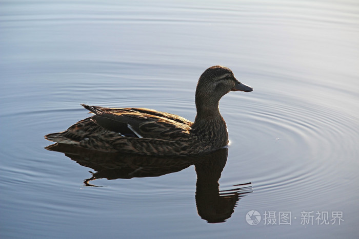 野生鸭在池塘上一个夏天的傍晚