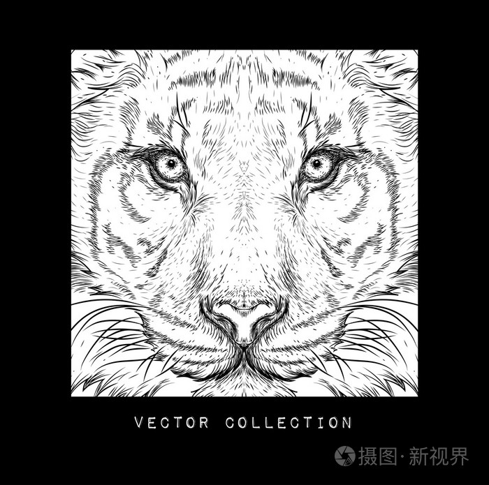 手绘老虎肖像 它可用于衬衫的设计