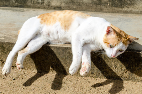 躺着的猫图片