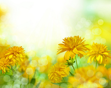 黄色的花下太阳金光菊照片