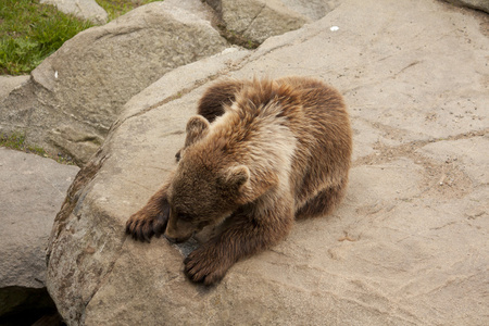湿的棕色的熊图片