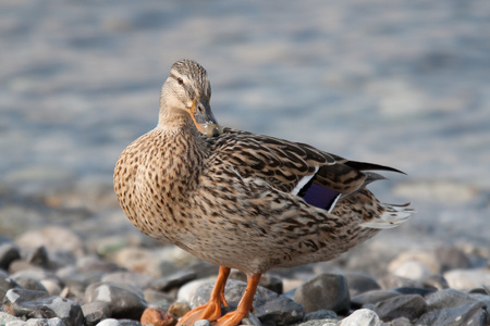 一只鸭子的声音图片
