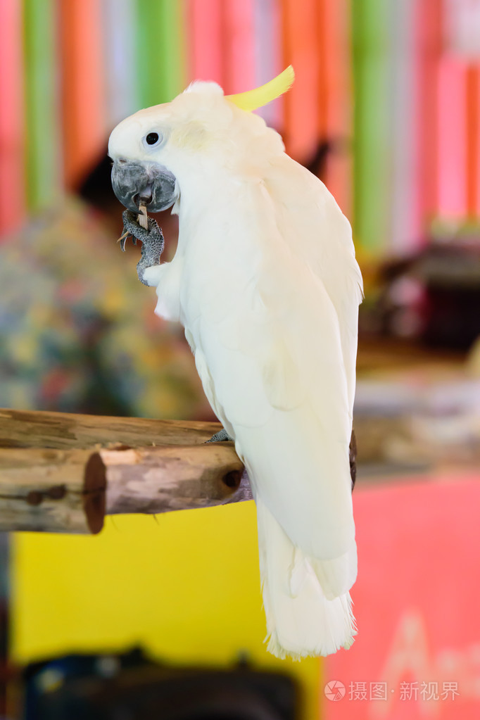 凤头鹦鹉黄头在动物园里