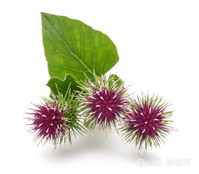 更大的牛蒡花照片 正版商用图片1pkir4 摄图新视界
