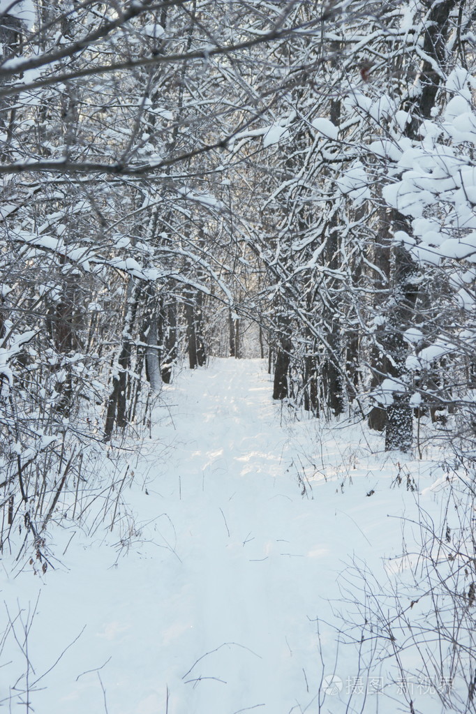 冬季雪林