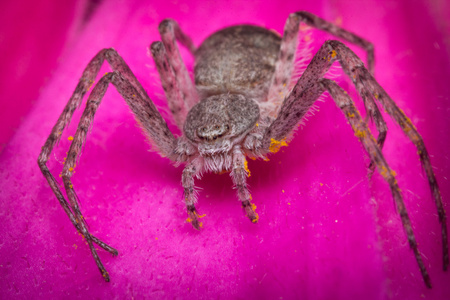 thanatus正在运行的蟹蜘蛛宏照片