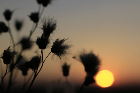 在一个夏天的晚上好夕阳红图片