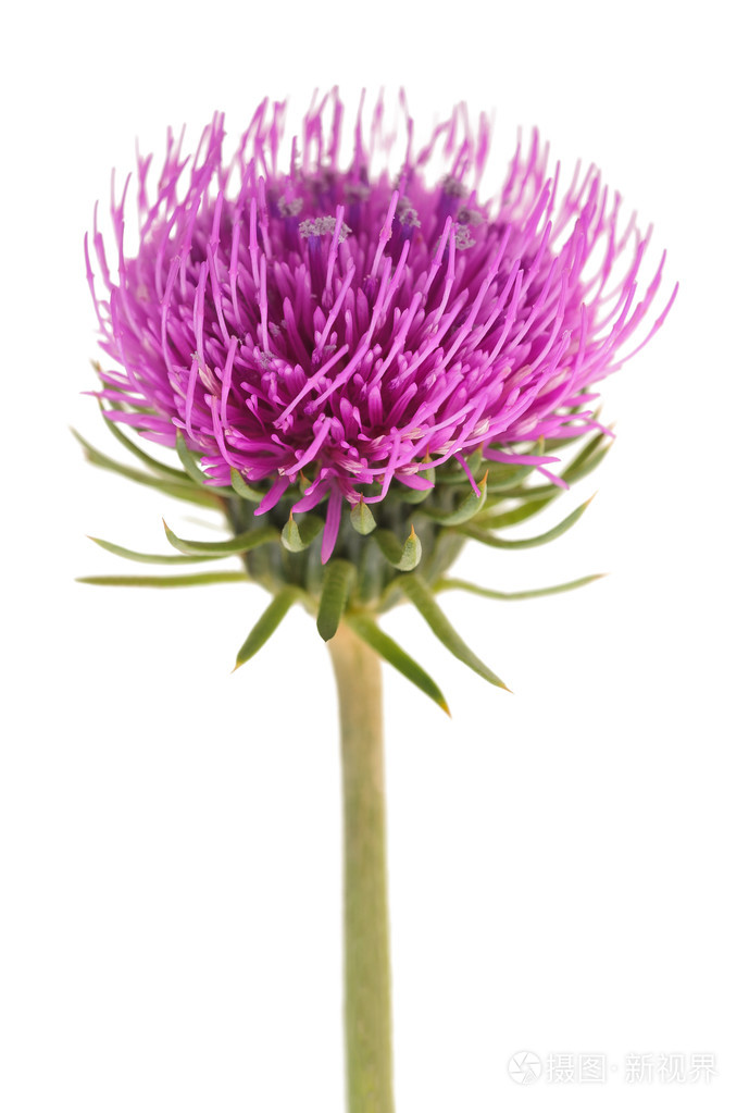 牛奶蓟花
