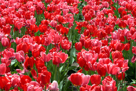 春季在波士顿公共花园郁金香图片