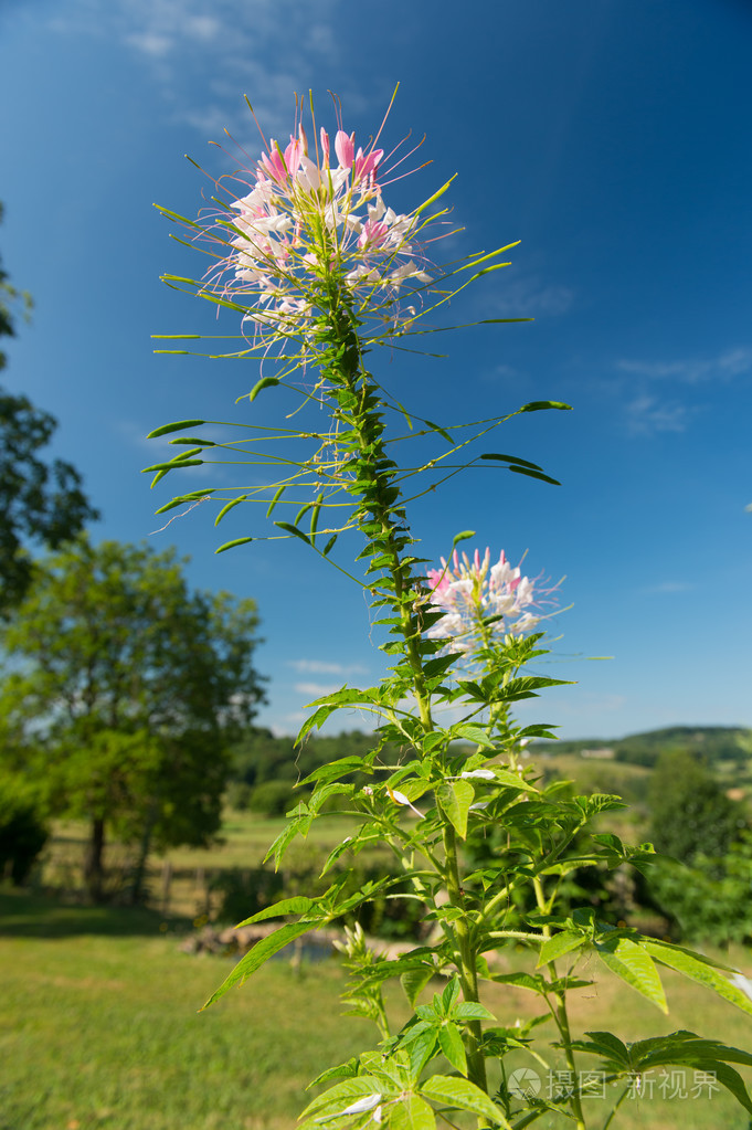 粉色的醉蝶花花朵照片-正版商用图片1pkyam-摄图新视界
