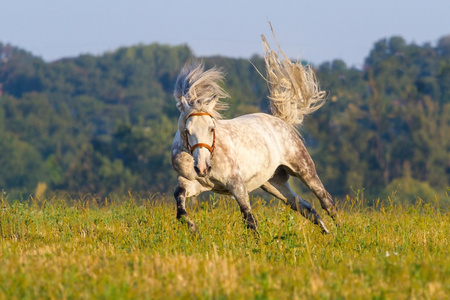奔跑驰骋在沙漠尘埃中抵御日落风暴的骏马驰骋在日落背景上的剪影孤立
