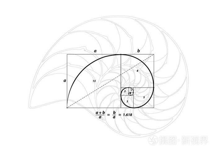 黄金分割和白色,壳线矢量插画-正版商用图片1pl3x8-摄图新视界