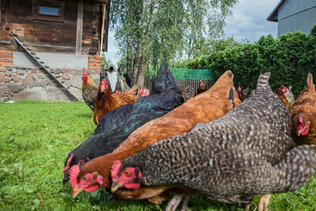 波兰的母鸡图片-波兰的母鸡素材-波兰的母鸡插画-摄图新视界