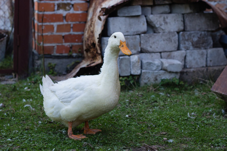 农场绿草上的大肥鸭照片