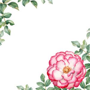 背景与水彩的月季花摄影图