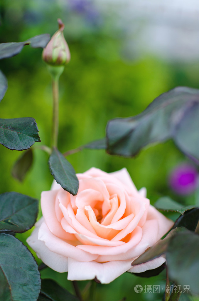 晴天美丽的粉红色玫瑰. 选择性聚焦. 模糊背景