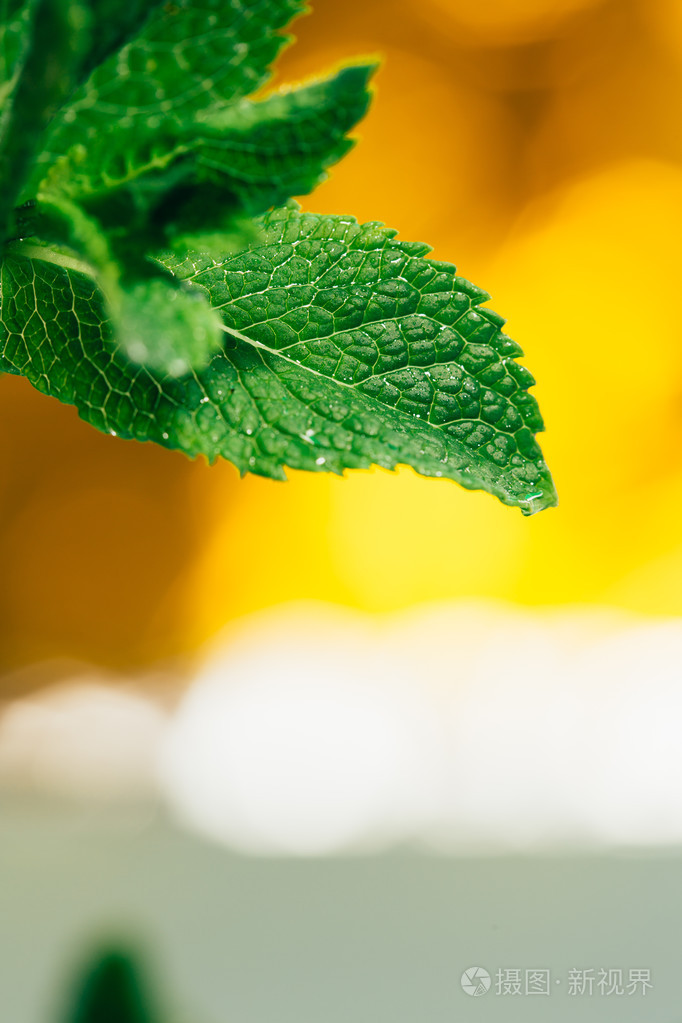新鲜薄荷叶上白色黄色背景模糊