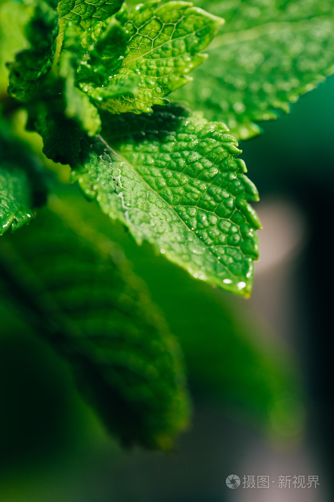 新鲜薄荷叶上深绿色的模糊背景