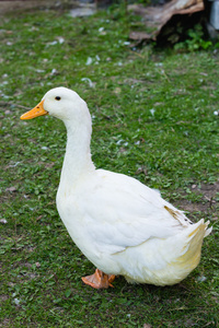 肥头农场绿草上的大肥鸭照片