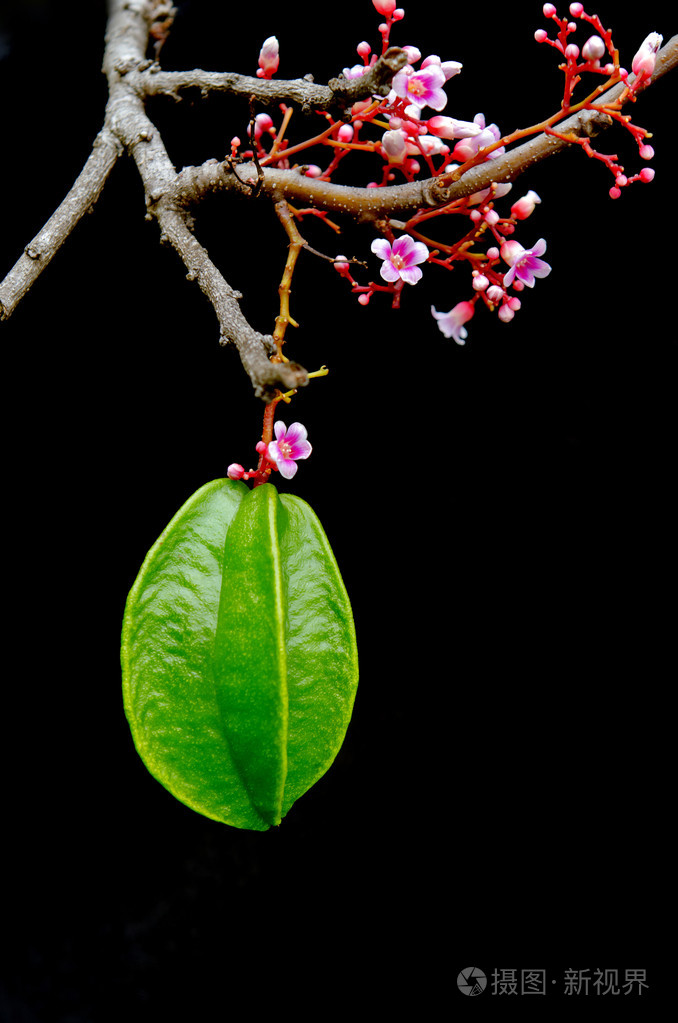明星苹果果实与花挂在黑色的背景