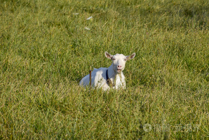 在草地上吃草的山羊