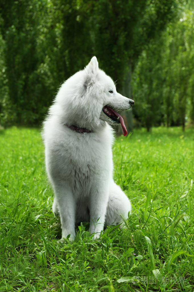 蓬松的萨摩耶德犬