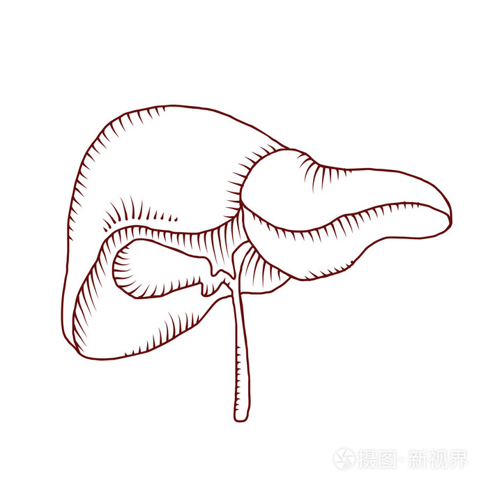 肝脏的简笔画简单图片