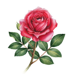 玫瑰花朵幅水彩画照片