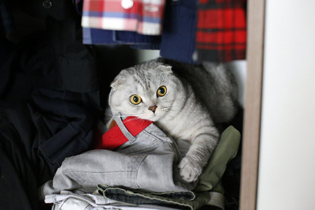苏格兰折猫躲在衣柜里图片