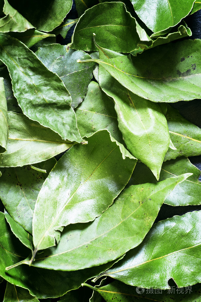 干月桂树月桂叶