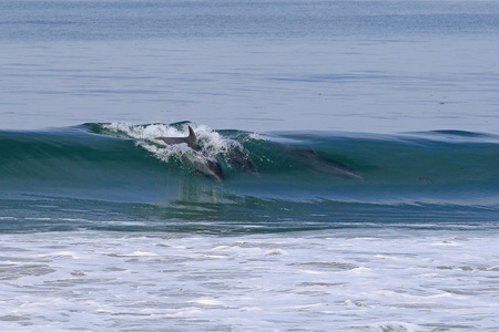 aniamals海豚在加利福尼亚波冲浪照片